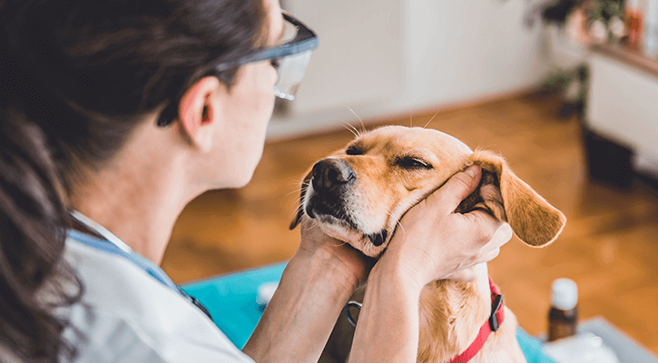 Canine Preventative Care | Waukesha Walk-In Vet Clinic | WI