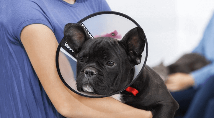 Dog After Spay Neuter Surgery